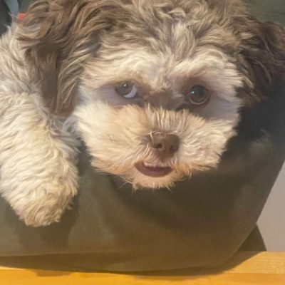 Penny the puppy
