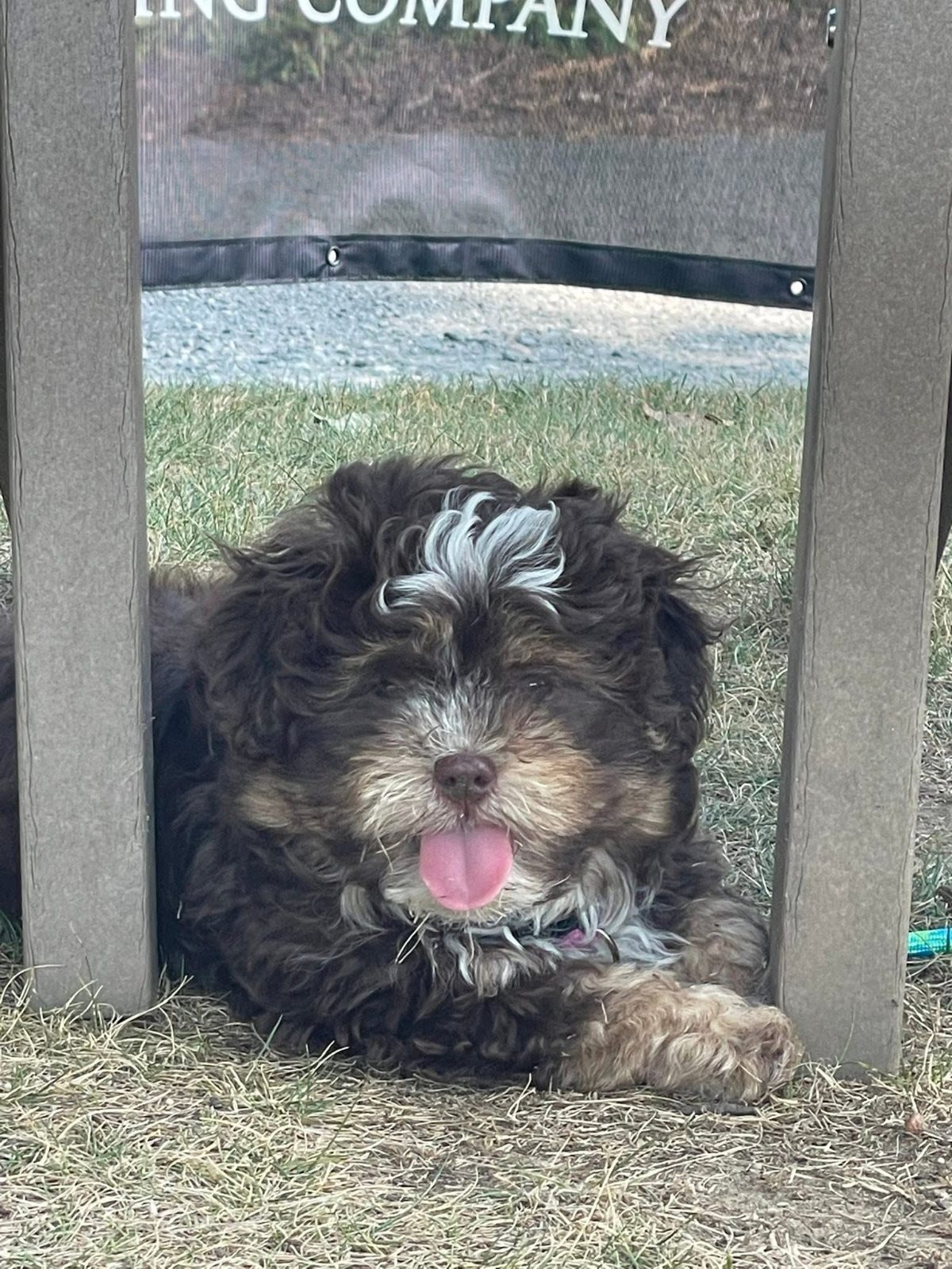 Penny the puppy