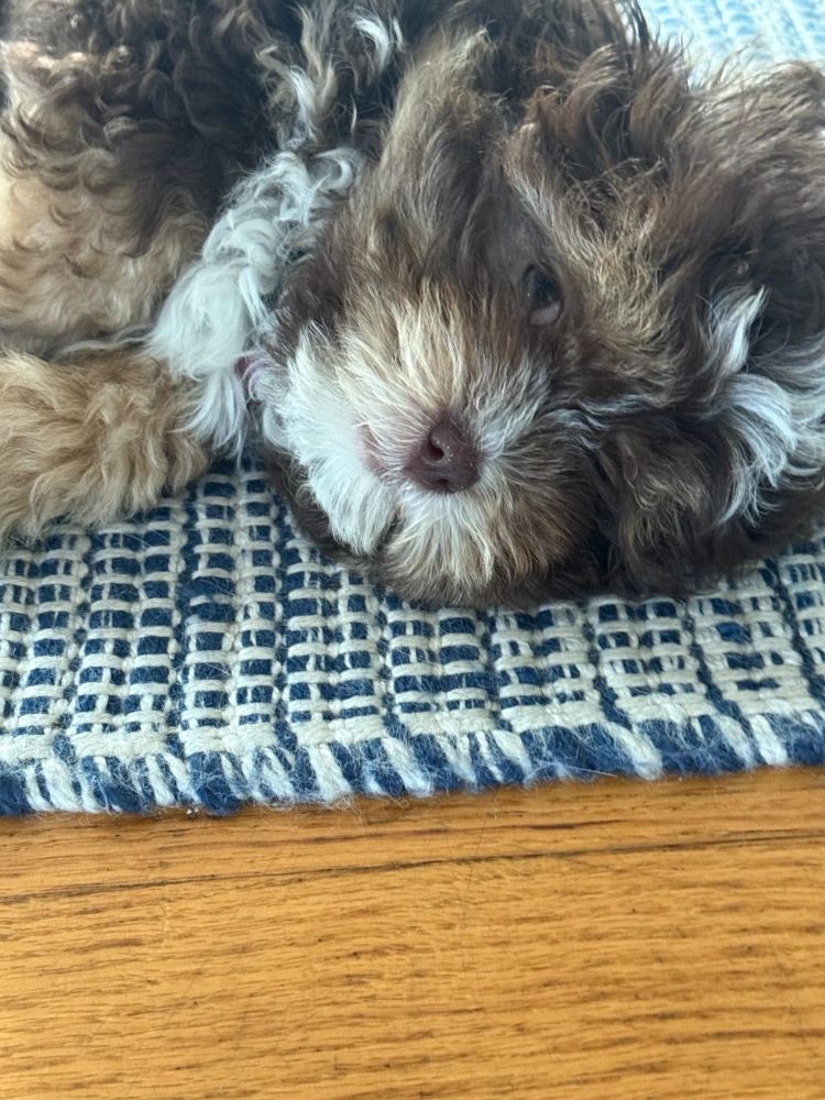 Penny - Treat radar: active