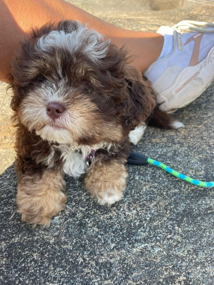 Penny - Home is where the treats are