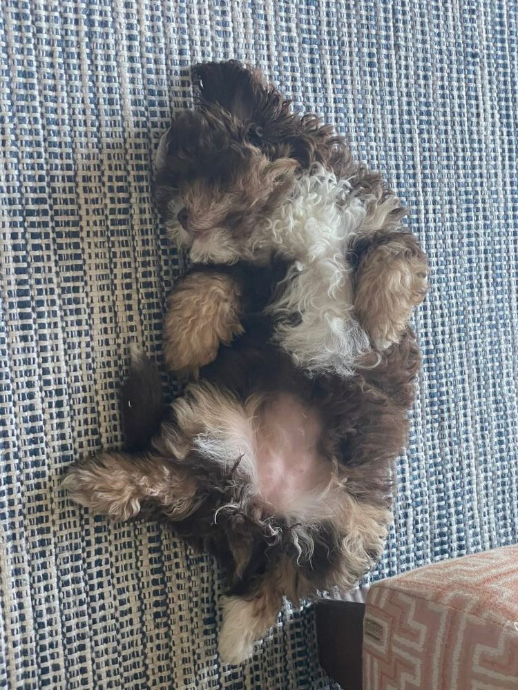Penny - Woof means welcome