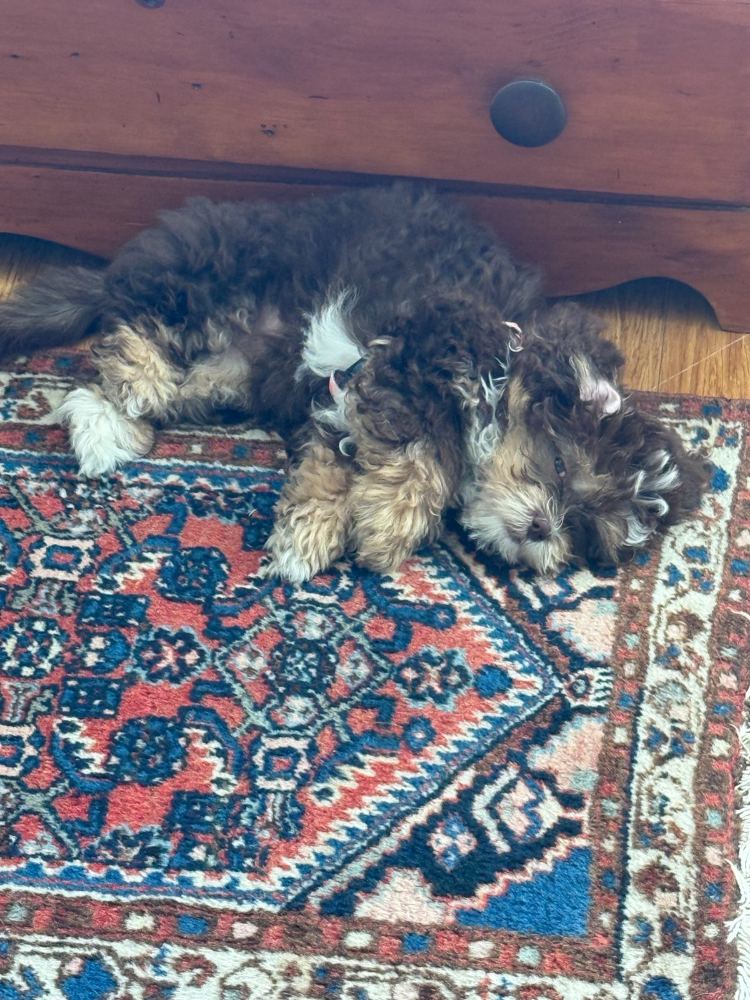 Penny - Spa day (not my idea)