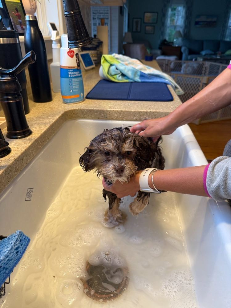 Penny - Bath time, courtesy of Mom