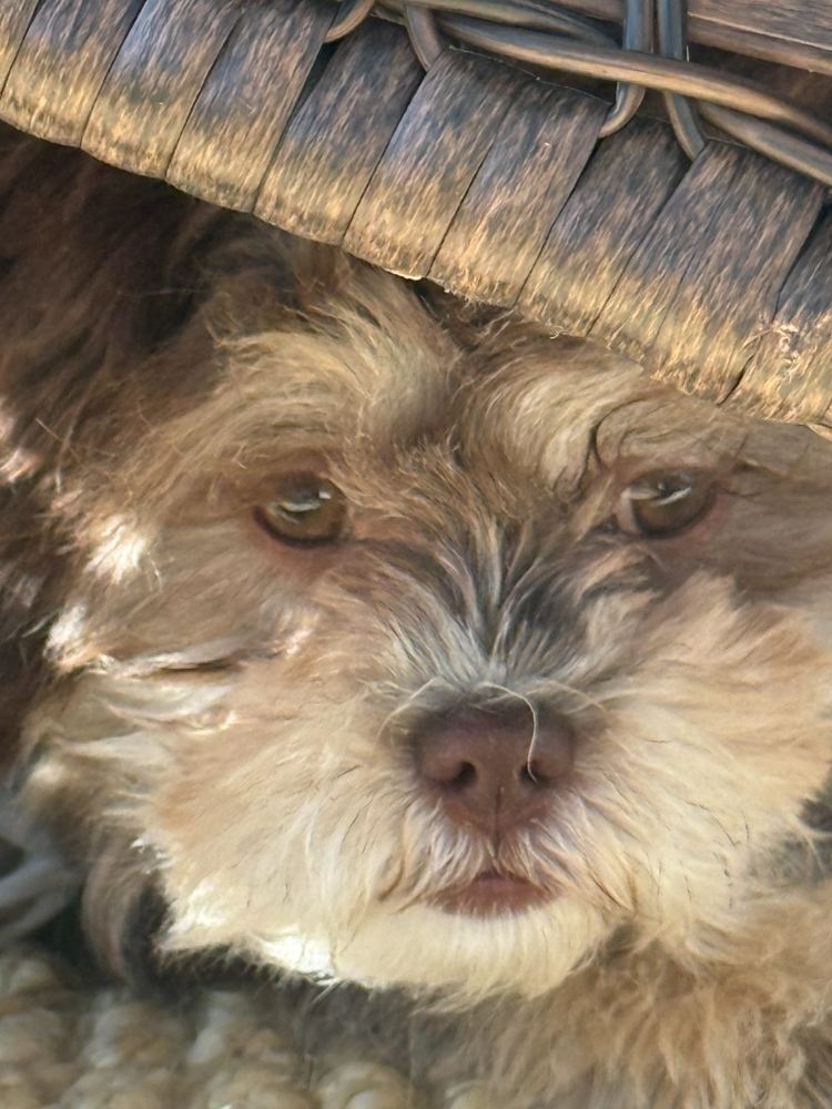 Penny - New house, new sniffs