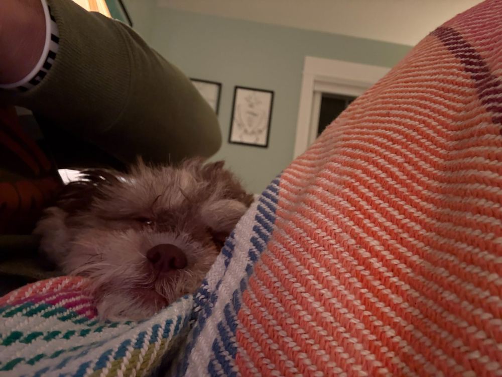 Penny - Reporting for cuddles