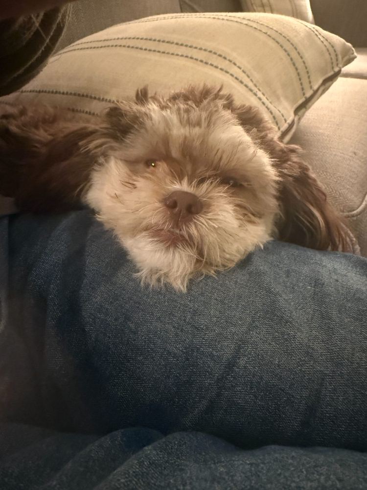 Penny - Boop the snoot