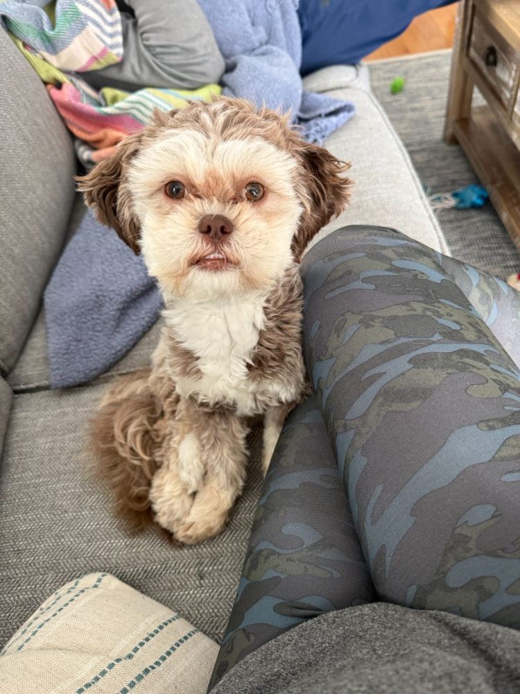 Penny - Good dog, great life