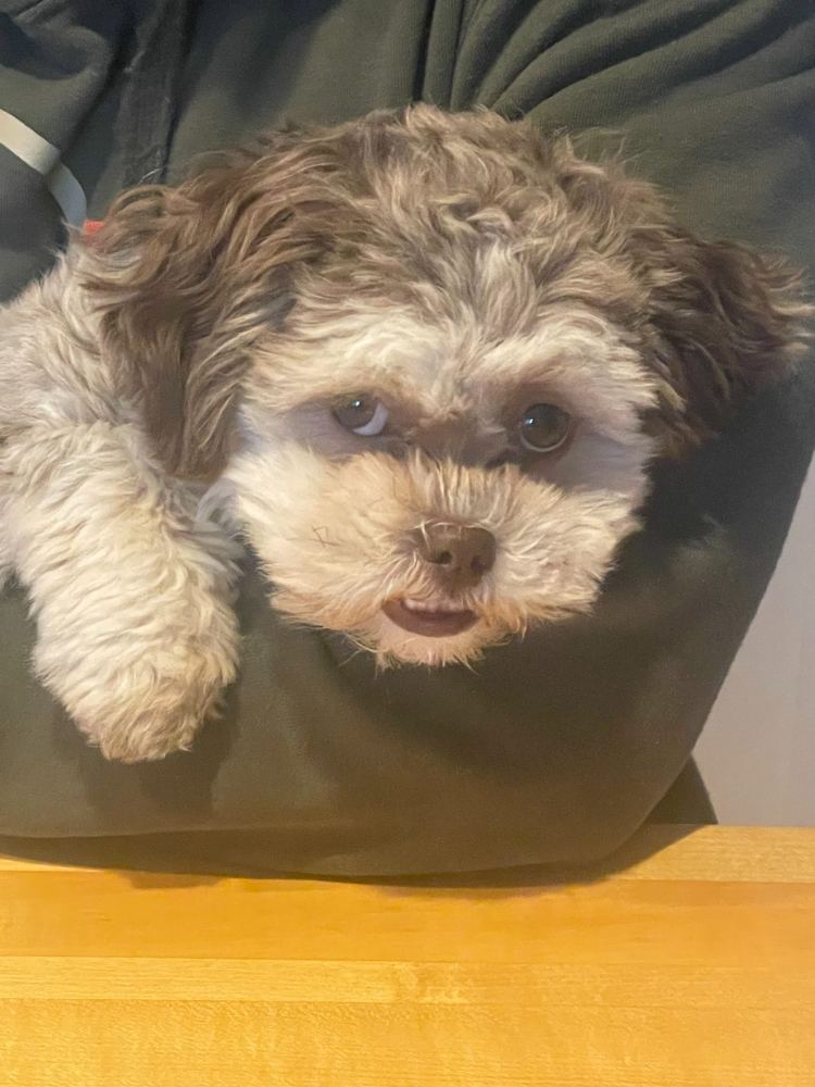 Penny